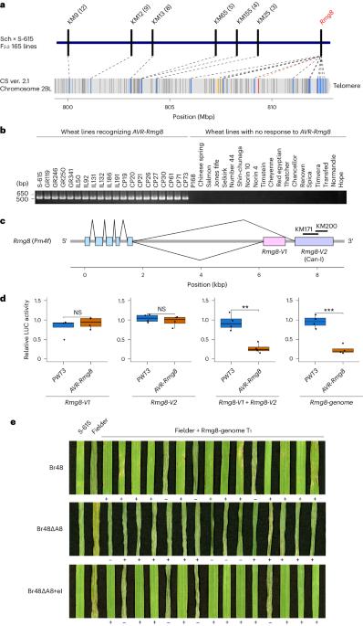 Evolution of wheat blast resistance gene Rmg8 accompanied by differentiation of variants recognizing the powdery mildew fungus