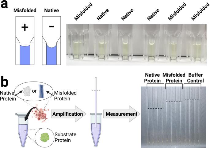 Visual detection of misfolded alpha-synuclein and prions via capillary-based quaking-induced conversion assay (Cap-QuIC)