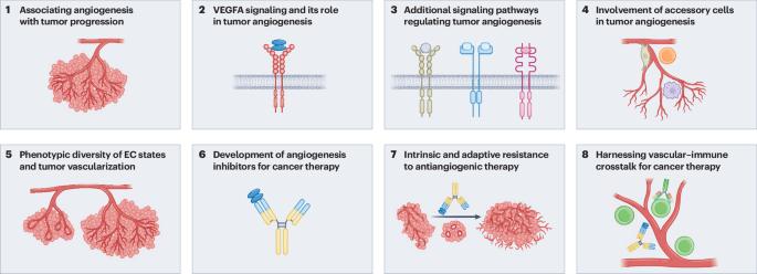 Milestones in tumor vascularization and its therapeutic targeting