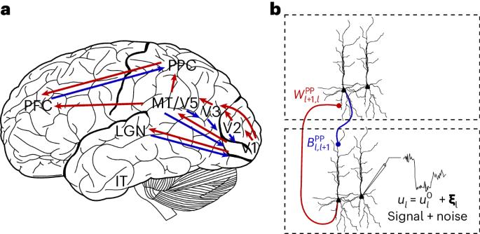 Learning efficient backprojections across cortical hierarchies in real time