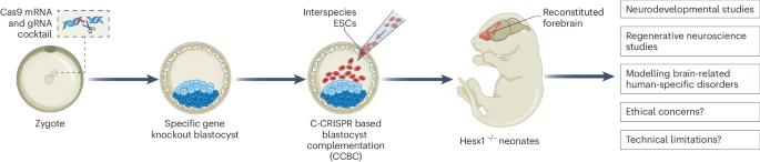 Crossing species boundaries in regenerative neuroscience with rat–mouse brain chimeras