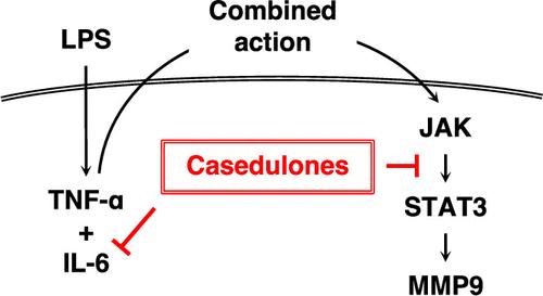 Methoxylated Flavones from Casimiroa edulis La Llave Suppress MMP9 Expression via Inhibition of the JAK/STAT3 Pathway and TNFα-Dependent Pathways