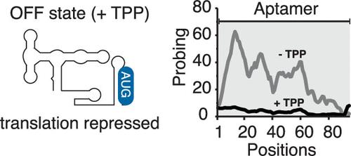 Structural Characterization of the Cotranscriptional Folding of the Thiamin Pyrophosphate Sensing thiC Riboswitch in Escherichia coli