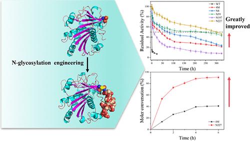 Enhancing the Thermostability and Catalytic Activity of the Lipase from Rhizopus oryzae via Introducing N-Glycosylation