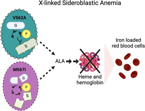 Elucidating the Role of Human ALAS2 C-terminal Mutations Resulting in Loss of Function and Disease