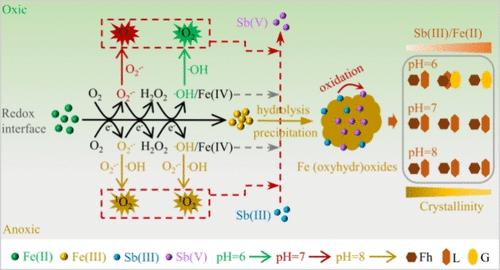 Novel Insights into Sb(III) Oxidation and Immobilization during Ferrous Iron Oxygenation: The Overlooked Roles of Singlet Oxygen and Fe (oxyhydr)oxides Formation