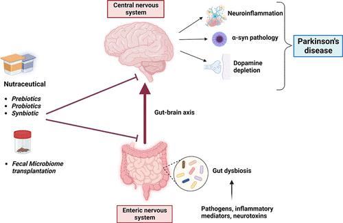 Unveiling the Journey from the Gut to the Brain: Decoding Neurodegeneration–Gut Connection in Parkinson’s Disease