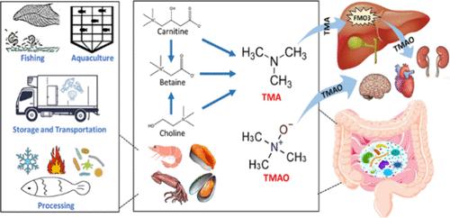 Trimethylamine N-Oxide in Aquatic Foods