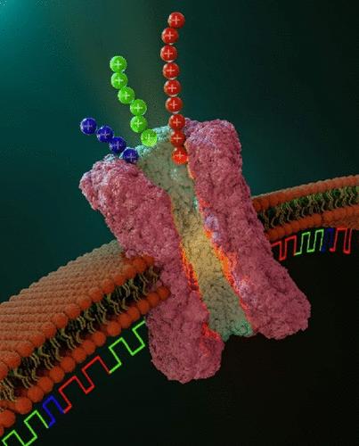 Functionally Active Synthetic α-Helical Pores