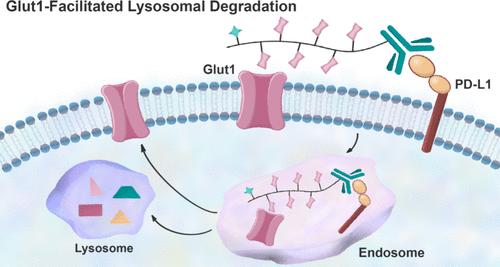 Lysosome Targeting Chimaeras for Glut1-Facilitated Targeted Protein Degradation