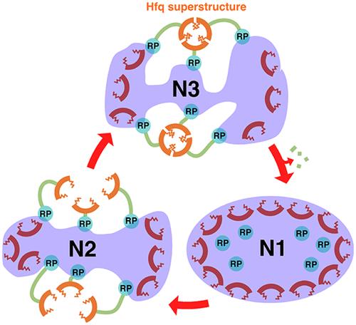 Isolation and Partial Characterization of Novel, Structurally Uniform (Hfq6)n≥8 Assemblies Carrying Accessory Transcription and Translation Factors