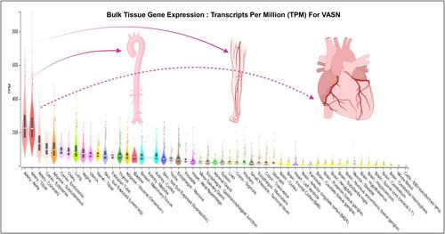 Enhanced vasorin signaling mitigates adverse cardiovascular remodeling