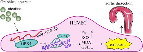 MiR-1909-5p targeting GPX4 affects the progression of aortic dissection by modulating nicotine-induced ferroptosis