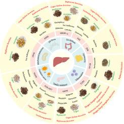 The use of traditional Chinese medicine in the treatment of non-alcoholic fatty liver disease: A review