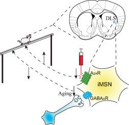 Reduced inhibitory synaptic transmission onto striatopallidal neurons may underlie aging-related motor skill deficits