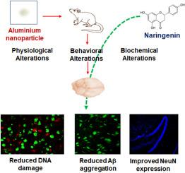 Naringenin mitigates nanoparticulate-aluminium induced neuronal degeneration in brain cortex and hippocampus through downregulation of oxidative stress and neuroinflammation