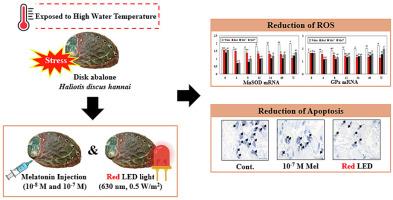 Effects of red-light irradiation and melatonininjection on the antioxidant capacity and occurrence of apoptosis in abalones (Haliotis discus hannai) subjected to thermal stress