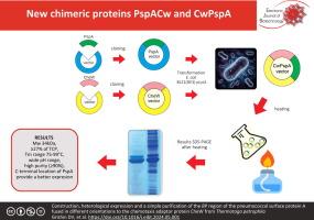 Construction, heterological expression and a simple purification of the BP region of the pneumococcal surface protein A fused in different orientations to the chemotaxis adaptor protein CheW from Thermotoga petrophila