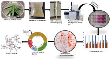 In-silico studies of isolated biological active fractions of Vachellia nilotica leaves extract against MG 63 cell lines and biological applications