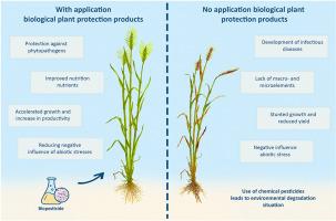 Enhancement of wheat growth by plant growth-stimulating bacteria during phytopathogenic inhibition