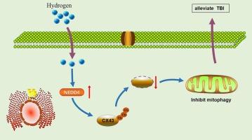 Hydrogen mitigates brain injury by prompting NEDD4-CX43- mediated mitophagy in traumatic brain injury