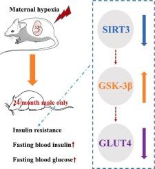 The SIRT3/GSK-3β/GLUT4 axis might be involved in maternal hypoxia-induced skeletal muscle insulin resistance in old male rat offspring