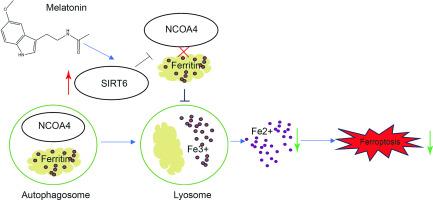 Melatonin improves stroke by inhibiting autophagy-dependent ferroptosis mediated by NCOA4 binding to FTH1