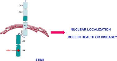 STIM1: A new player in nuclear dynamics? Lessons learnt from tubular aggregate myopathy