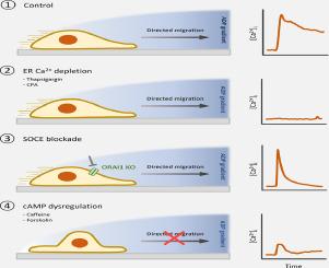 ER and SOCE Ca2+ signals are not required for directed cell migration in human iPSC-derived microglia