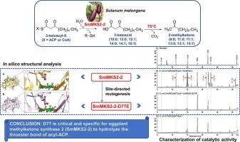 Alterations to the catalytic properties of methylketone synthase 2 from eggplant (Solanum melongena) by mutating the conserved aspartate into glutamate