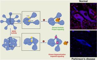 NADPH oxidase 2 activity disrupts Calmodulin/CaMKIIα complex via redox modifications of CaMKIIα-contained Cys30 and Cys289: Implications in Parkinson's disease