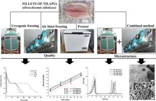 Quality and microstructure of tilapia fillets (Oreochromis niloticus) subjected to different freezing methods