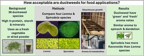 Aroma and metabolite profiling in duckweeds: Exploring species and ecotypic variation to enable wider adoption as a food crop