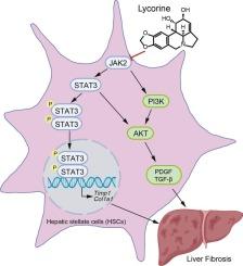 Lycorine relieves the CCl4-induced liver fibrosis mainly via the JAK2/STAT3 and PI3K/AKT signaling pathways