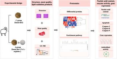 Effects of dietary arginine supplementation on muscle structure, meat characteristics and lipid oxidation products in lambs and its potential mechanisms of action