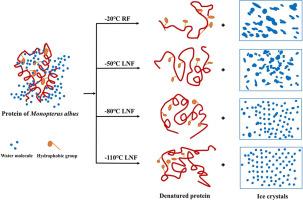 Insight into quality, microstructure, and protein physicochemical properties of Monopterus albus frozen with liquid nitrogen