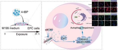 Environmental endocrine disrupting chemical 4-tert-butylphenol induced calcium overload and subsequent autophagy impairment via miRNA-363/CACNA1D Axis in epithelioma papulosum cyprini cells