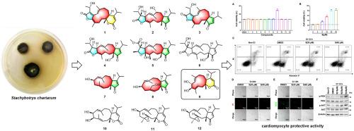 Atranones and dolabellanes with cardiomyocyte protective activity against cold ischemic injury from a coral-associated fungus Stachybotrys chartarum