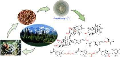 Andrastin-type meroterpenoids, α-pyrone polyketides, and sesquicarane derivatives from Penicillium sp., a fungus isolated from Pinus koraiensis seed