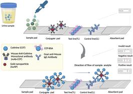 Development in competitive immunoassay of a point-of-care testing for cotinine (COT) detection in urine†