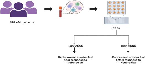 Reverse Phase Proteomic Array Profiling of Asparagine Synthetase Expression in Newly Diagnosed Acute Myeloid Leukemia