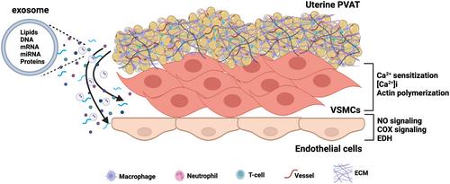 Perivascular Adipose Tissue and Uterine Artery Adaptations to Pregnancy