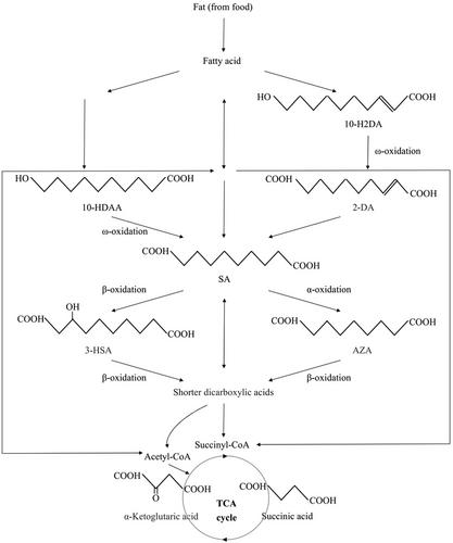 10-hydroxy decanoic acid, trans-10-hydroxy-2-decanoic acid, and sebacic acid: Source, metabolism, and potential health functionalities and nutraceutical applications