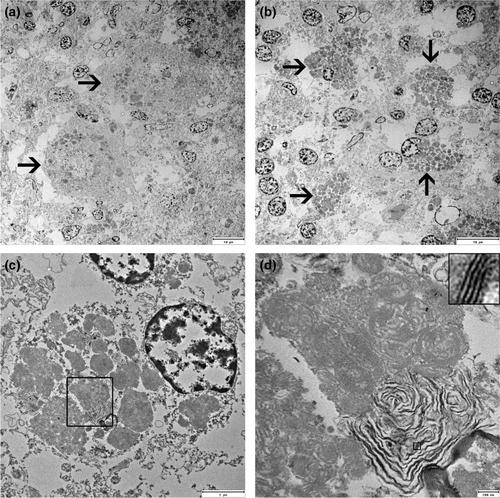 Neuronal ceroid lipofuscinosis in a Schapendoes dog is caused by a missense variant in CLN6