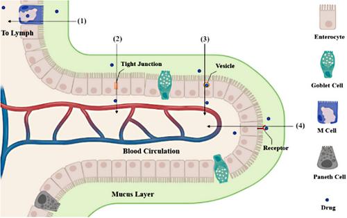 Advancements in oral insulin: A century of research and the emergence of targeted nanoparticle strategies