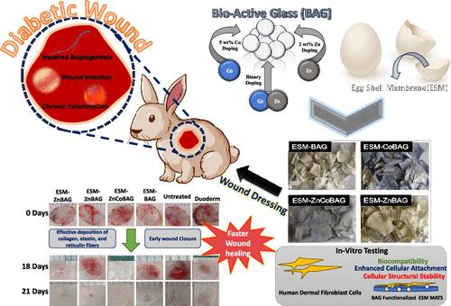 Stimulated Full-Thickness Cutaneous Wound Healing with Bioactive Dressings of Zinc and Cobalt Ion-Doped Bioactive Glass-Coated Eggshell Membranes in a Diabetic Rabbit Model