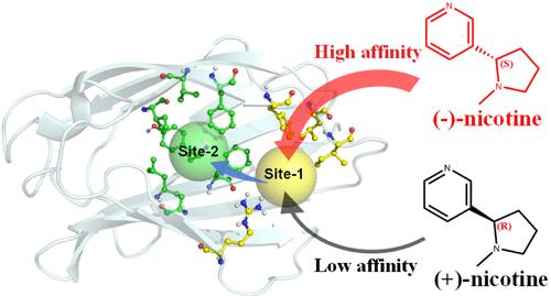 Nicotine Enantioselectively Targets Myeloid Differentiation Protein 2 and Inhibits the Toll-like Receptor 4 Signaling