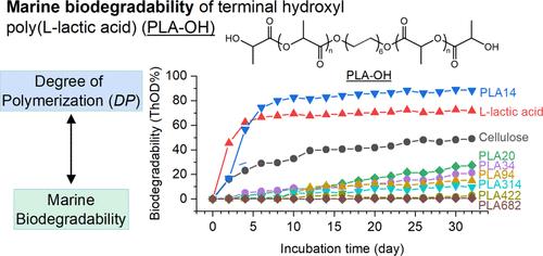 Effects of Molecular Weight on the Marine Biodegradability of Poly(l‑lactic acid)