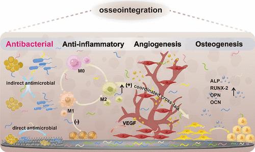 The Effect of Antibacterial-Osteogenic Surface Modification on the Osseointegration of Titanium Implants: A Static and Dynamic Strategy