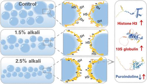 Alkali-Induced Protein Structural, Foaming, and Air–Water Interfacial Property Changes and Quantitative Proteomic Analysis of Buckwheat Sourdough Liquor